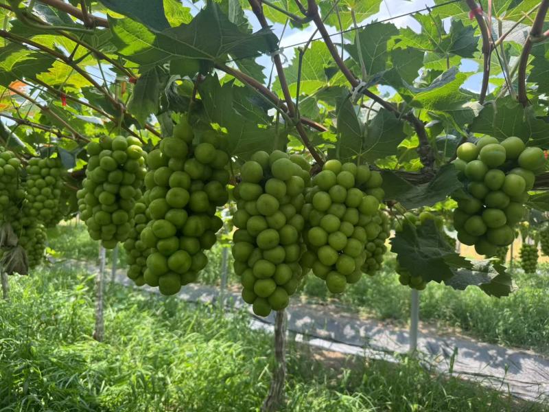 江苏新沂阿湖葡萄