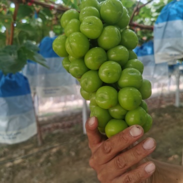 阳光玫瑰