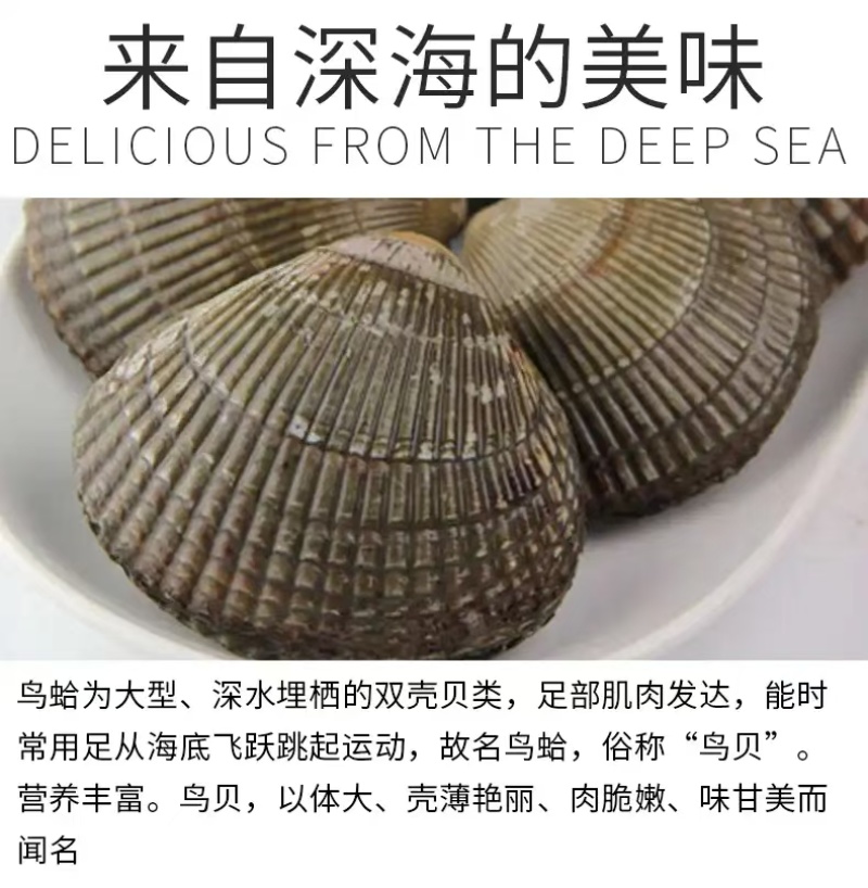 大鸟贝肉