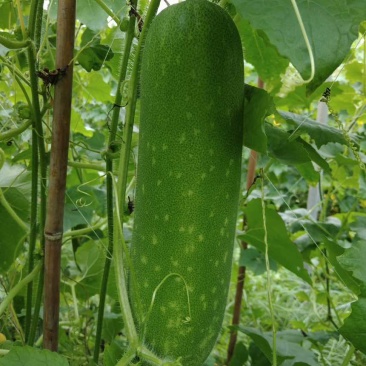 毛节瓜