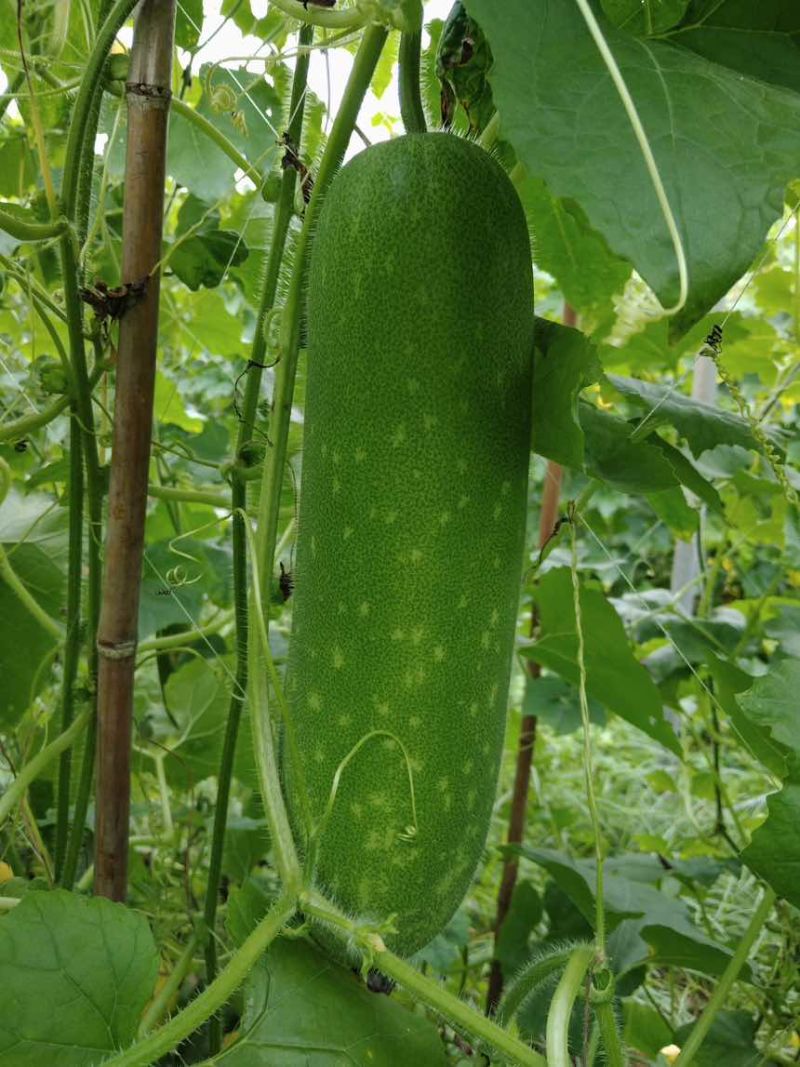 毛节瓜