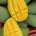 金煌芒果