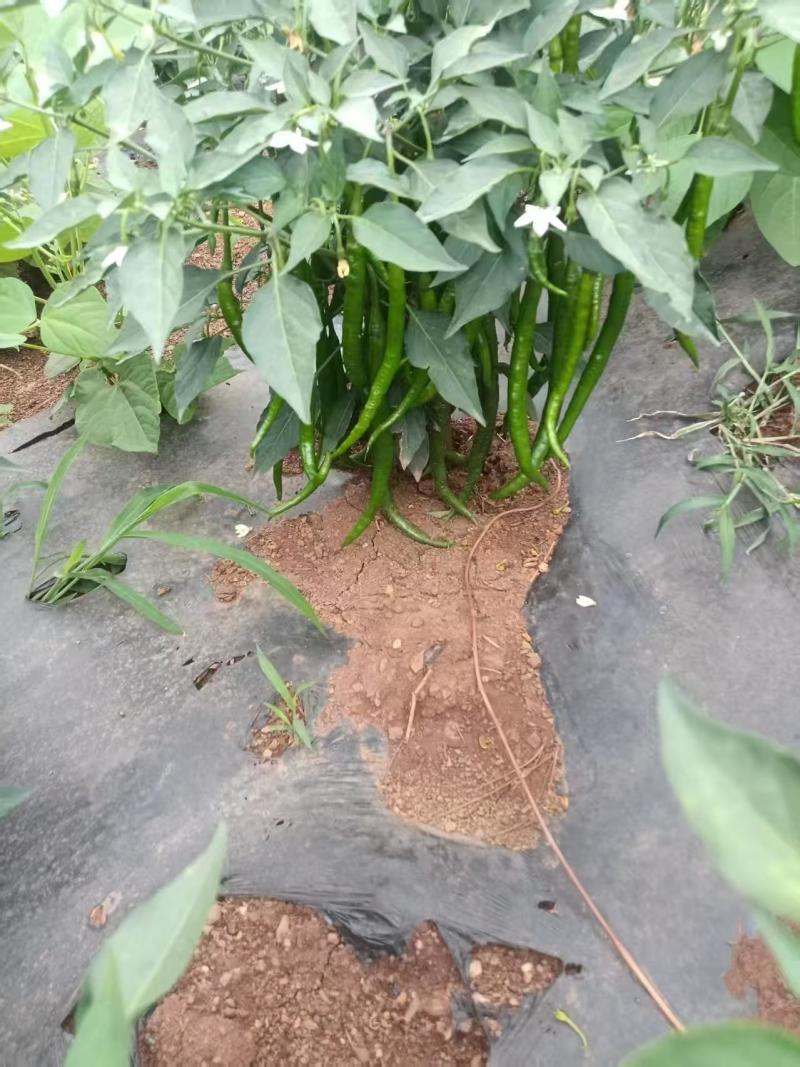云南大理辣椒3号线椒