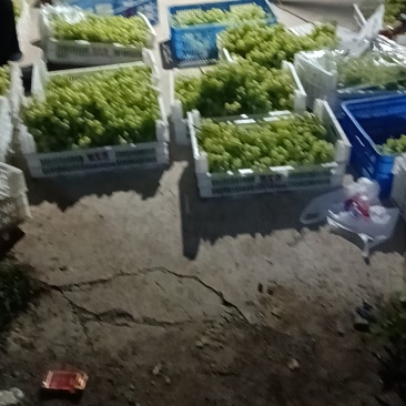 绿泡泡***********