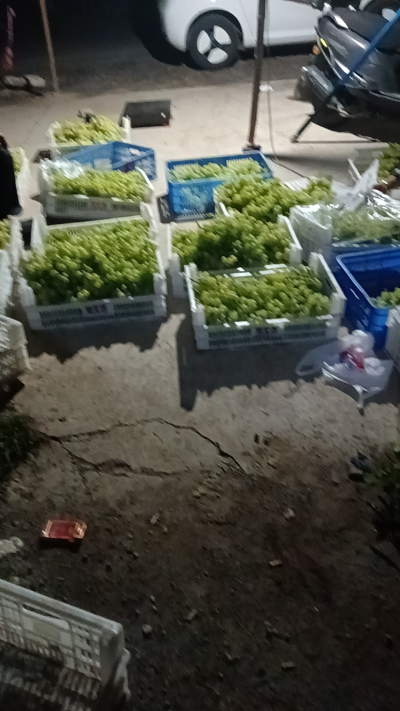 绿泡泡***********