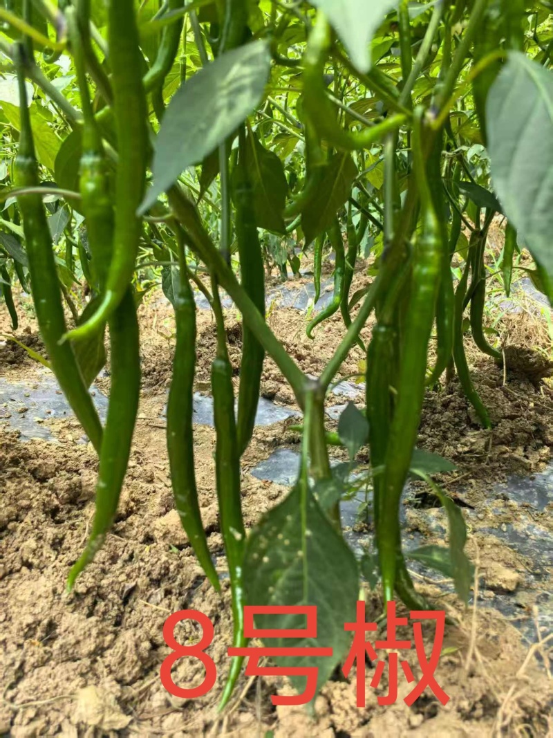 8号线椒