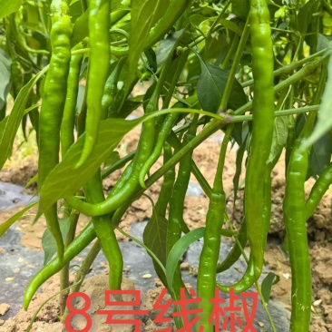 8号线椒