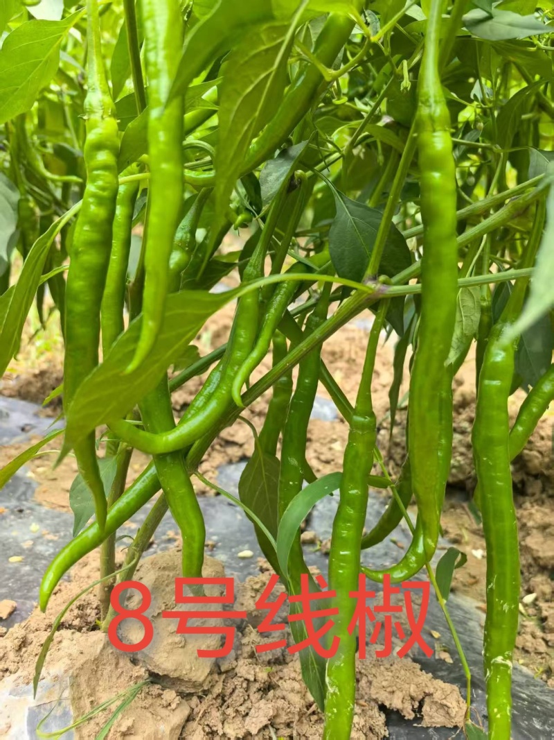 8号线椒