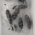海参大虾