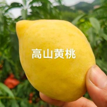 湖南双牌阳明山高山黄桃
