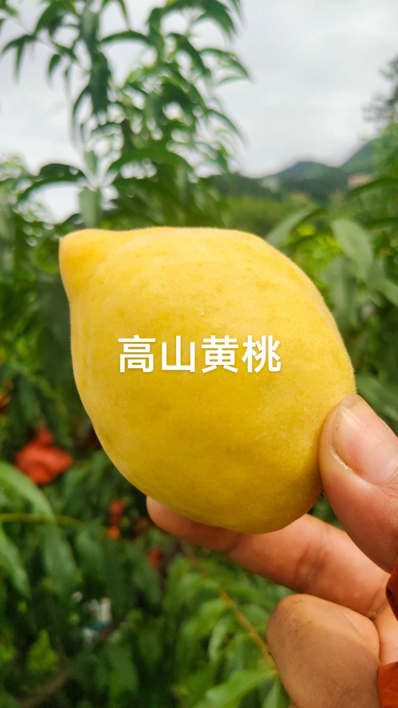 湖南双牌阳明山高山黄桃