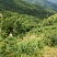 湖南双牌阳明山高山黄桃