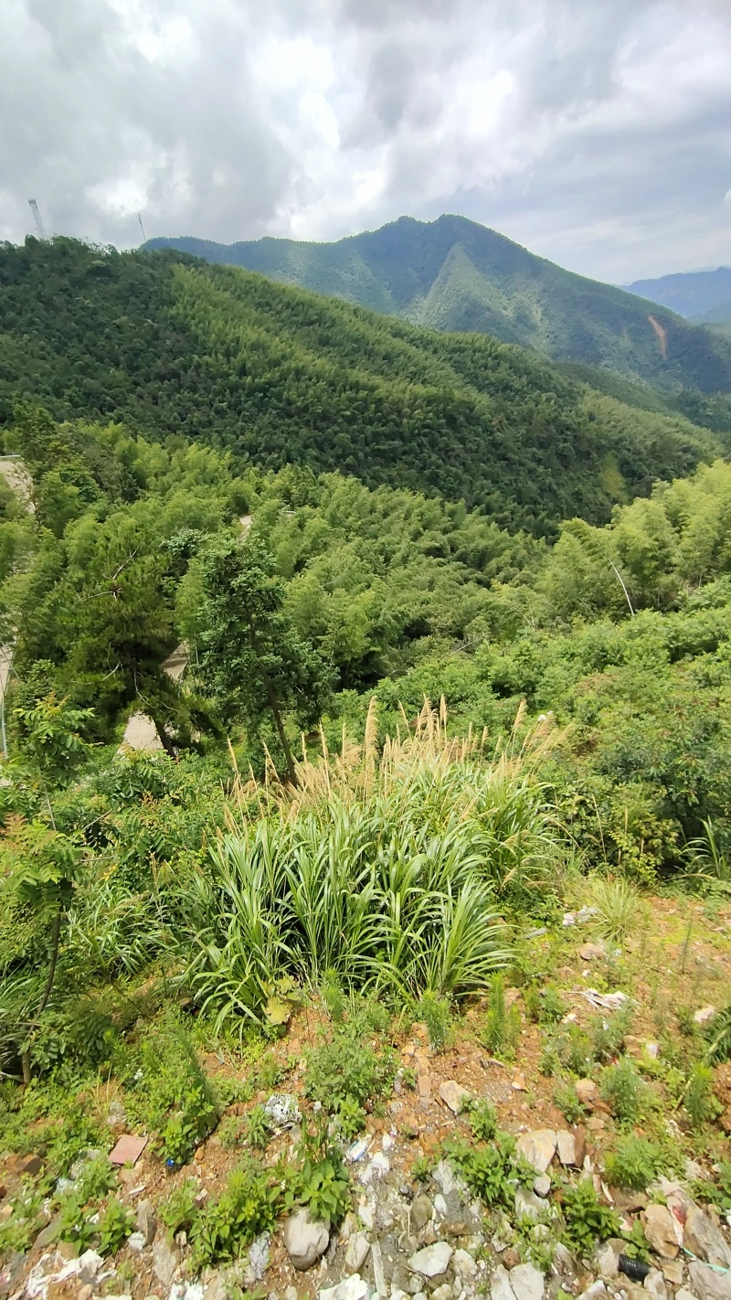 湖南双牌阳明山高山黄桃