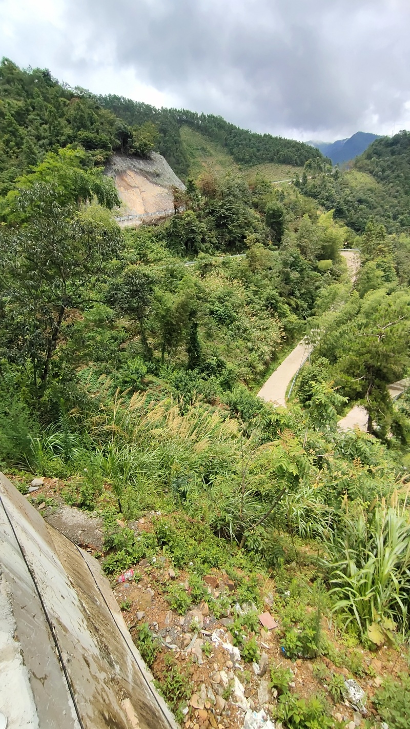 湖南双牌阳明山高山黄桃