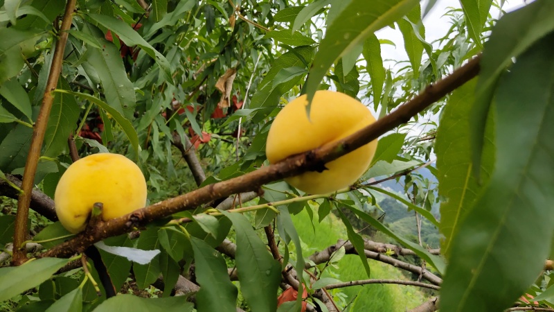 湖南双牌阳明山高山黄桃