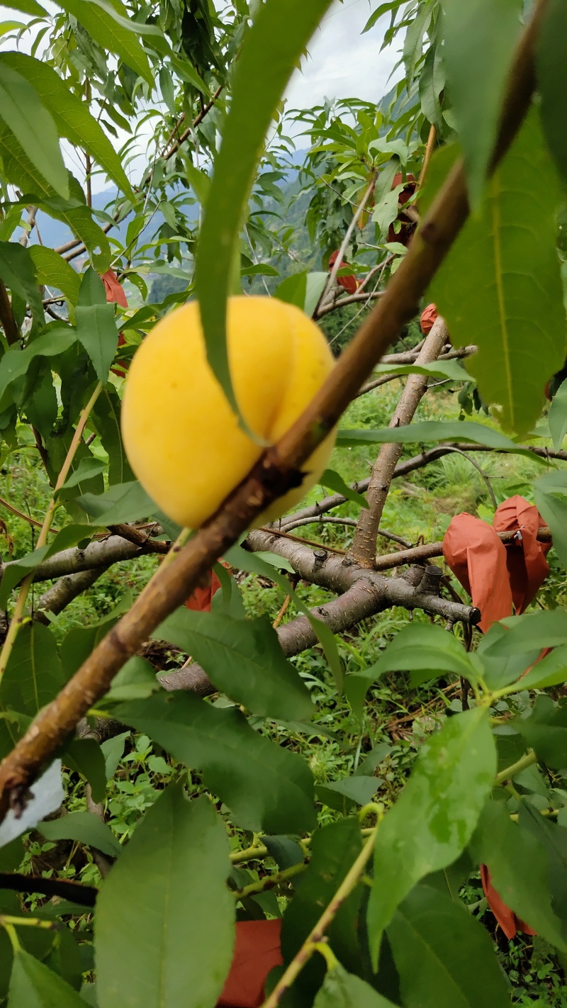 湖南双牌阳明山高山黄桃