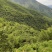 湖南双牌阳明山高山黄桃