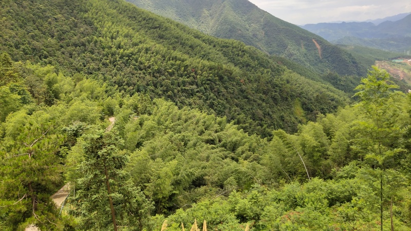 湖南双牌阳明山高山黄桃