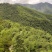 湖南双牌阳明山高山黄桃