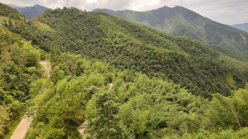 湖南双牌阳明山高山黄桃