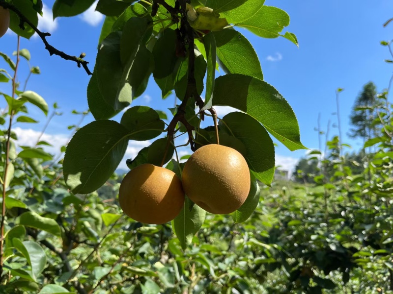 富硒长十郎梨