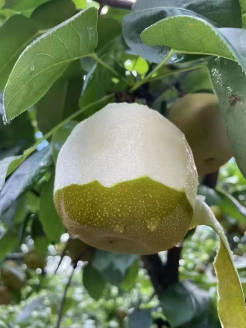 树山翠冠梨
