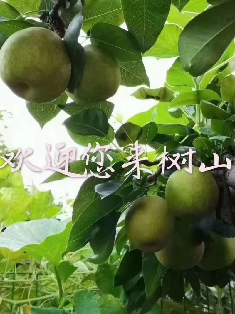 树山翠冠梨