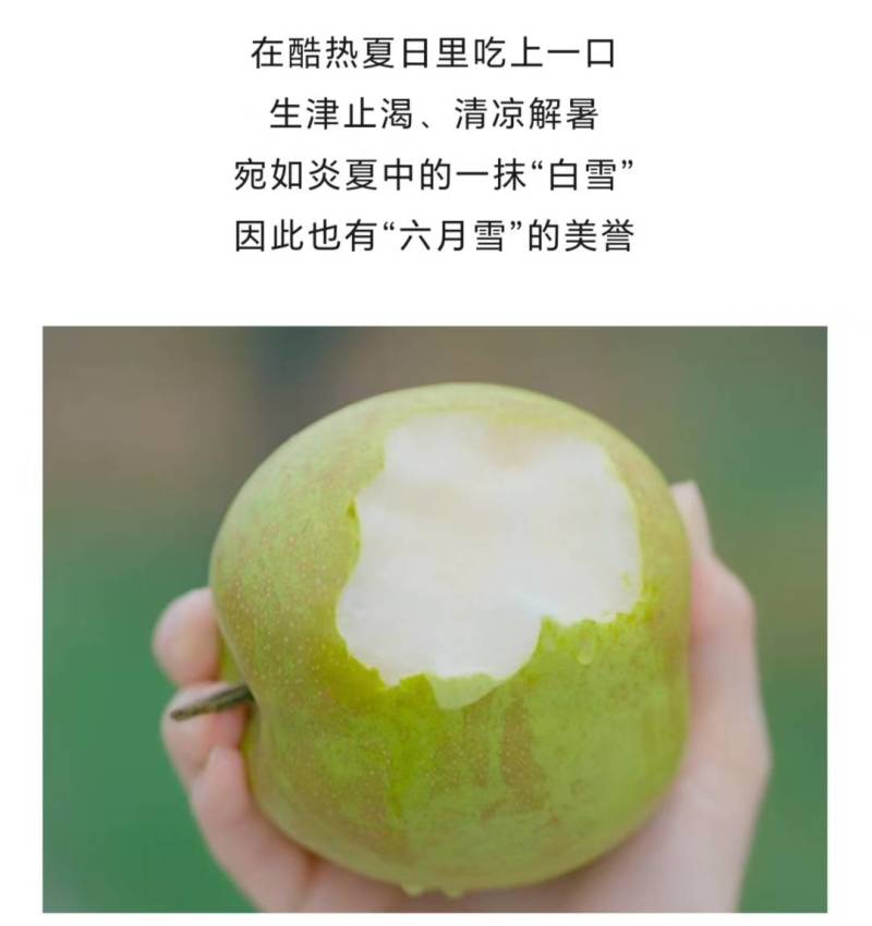 树山翠冠梨