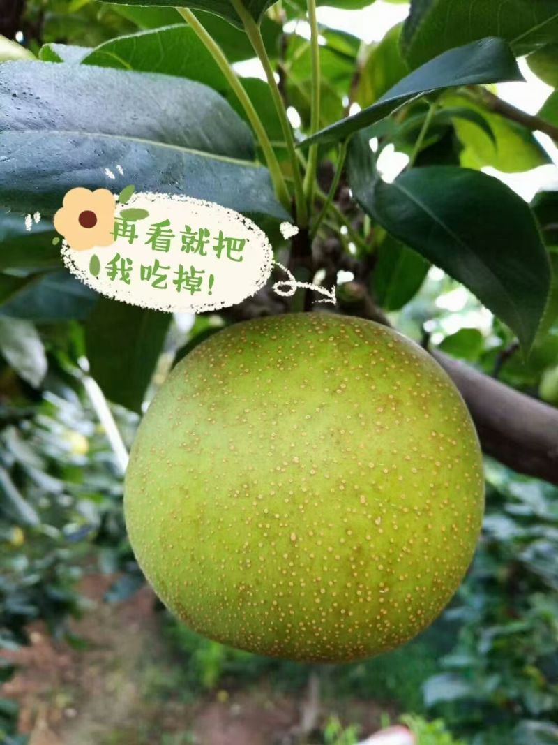树山翠冠梨