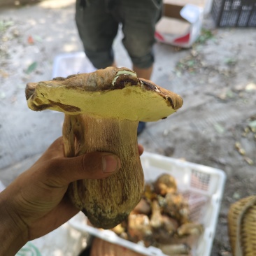牛肝菌