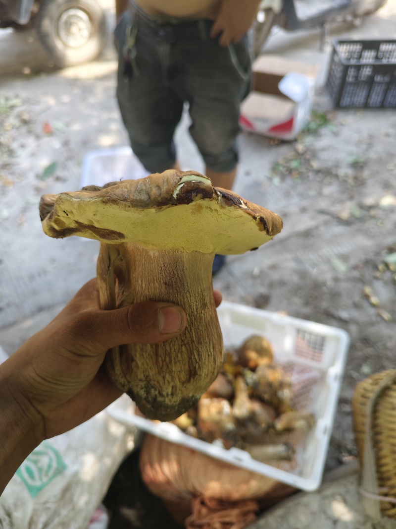 牛肝菌