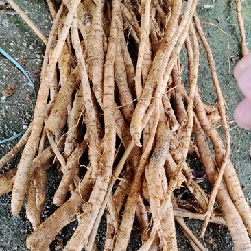 野生牛大力