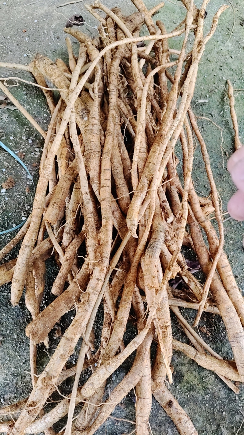 野生牛大力