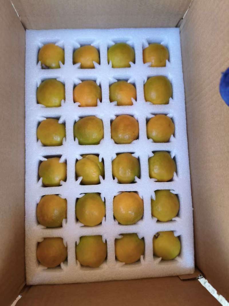 酒泉敦煌李广杏