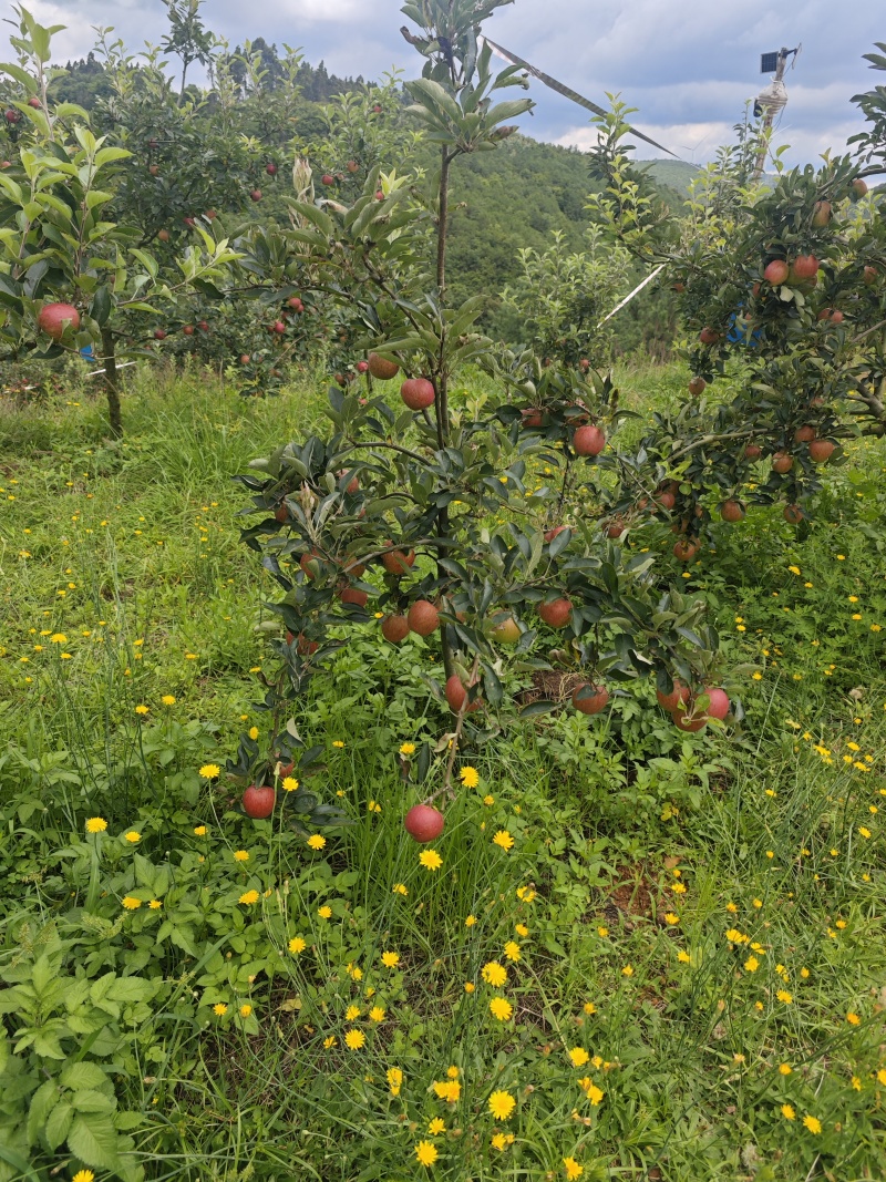 马龙苹果