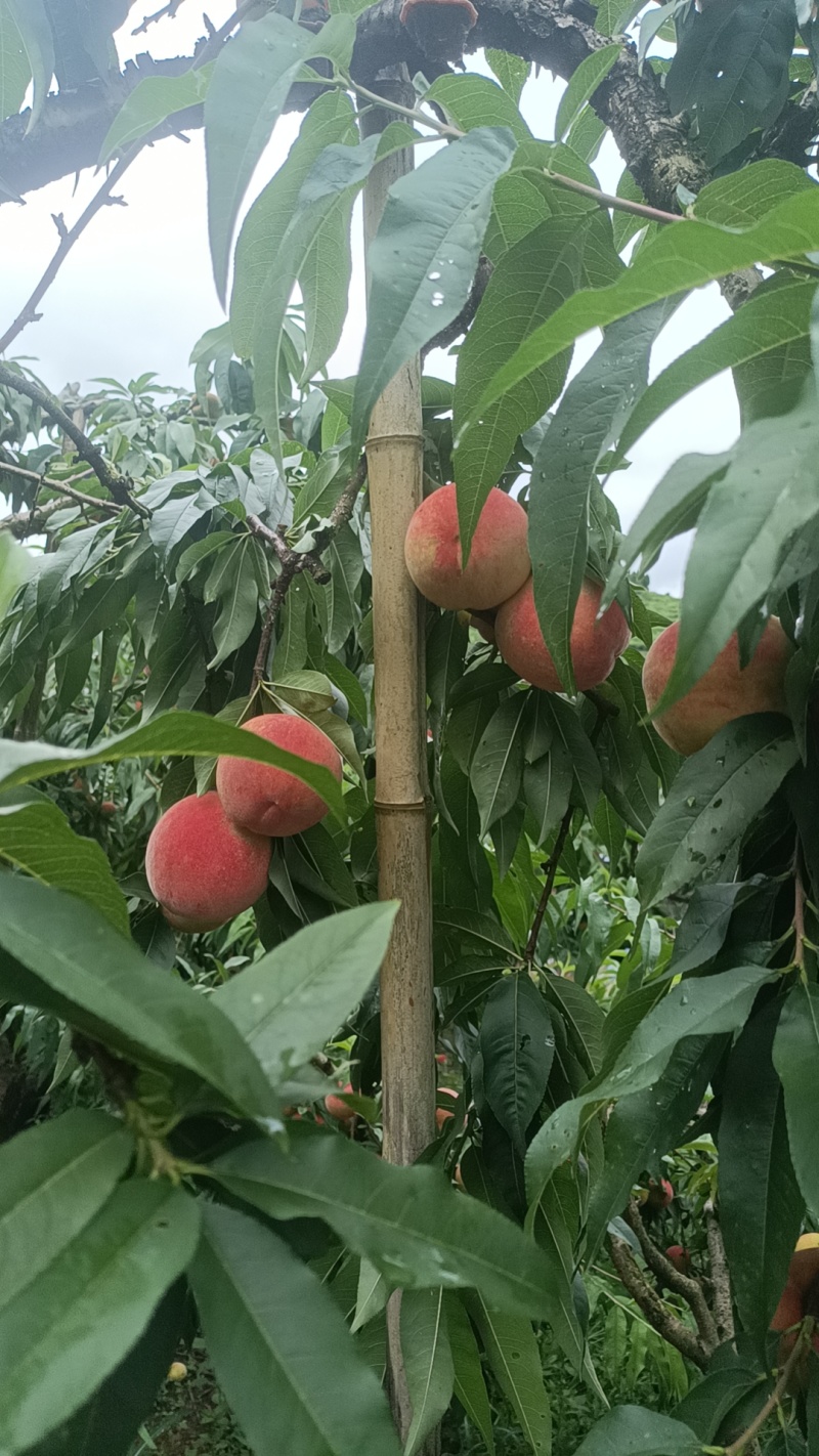 红不软利骨桃