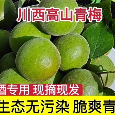 川西青梅什么样子的规格都有要什么量和大小都好商量
