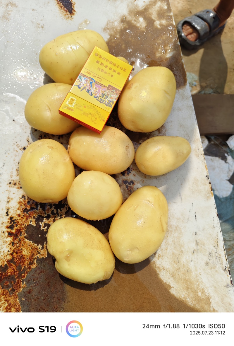 土豆