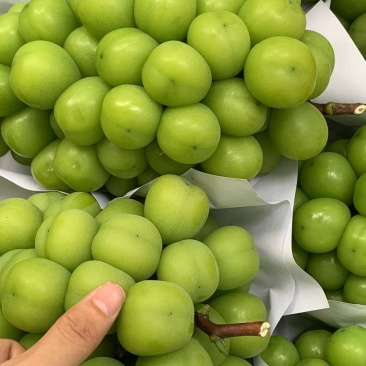 阳光玫瑰