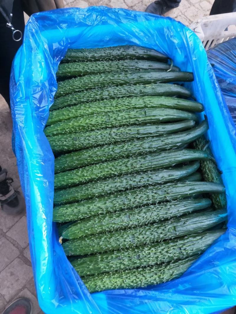 元谋种植黄瓜