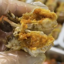 自家养殖，自产自销，1.5-2两六月黄和大虾进货和团建的抓