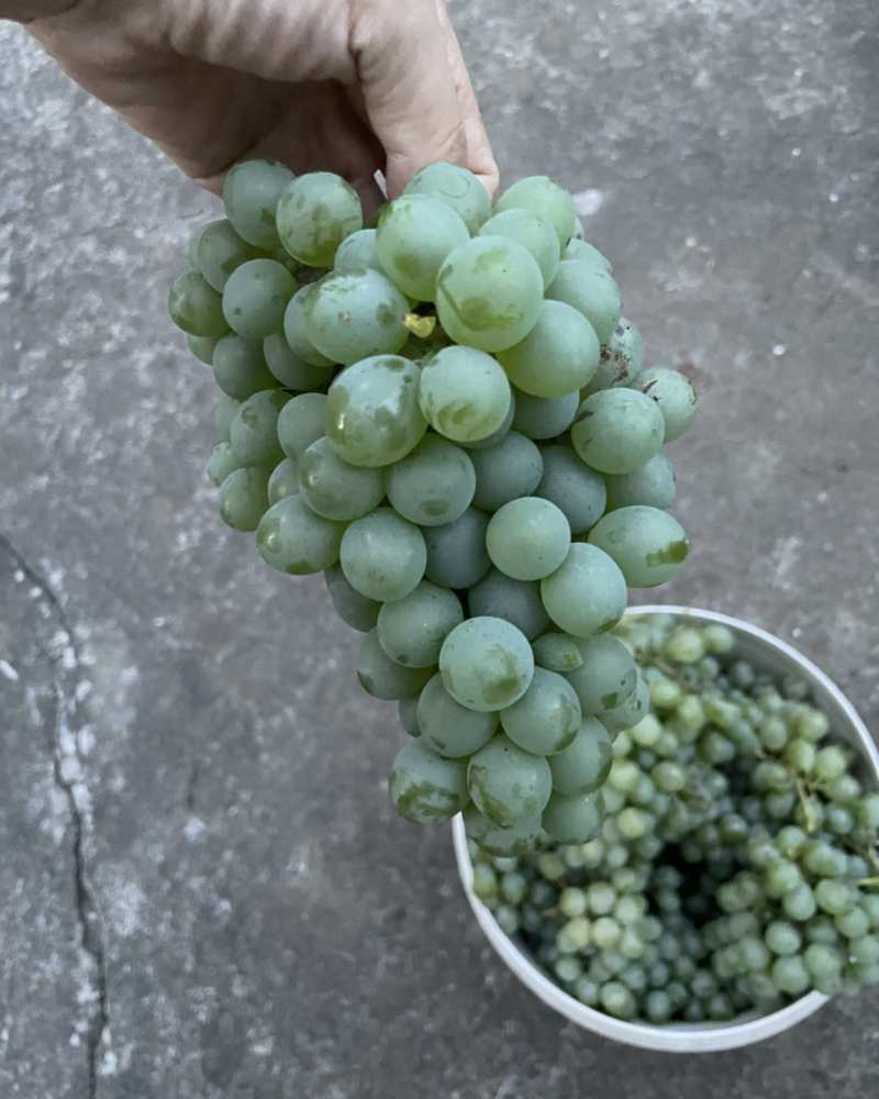 农户采摘的青葡萄