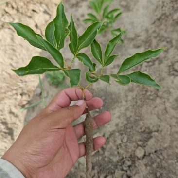 赤芍，粮食猪
