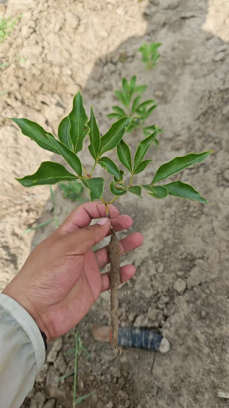 赤芍，粮食猪