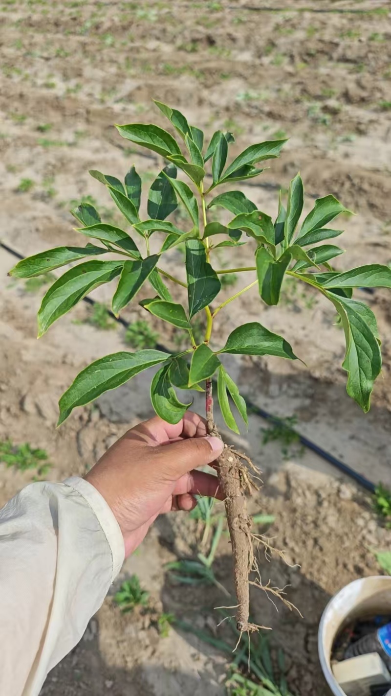 赤芍，粮食猪