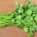 铁杆大叶香菜