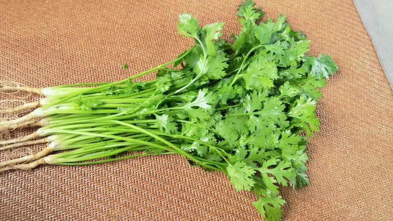 铁杆大叶香菜