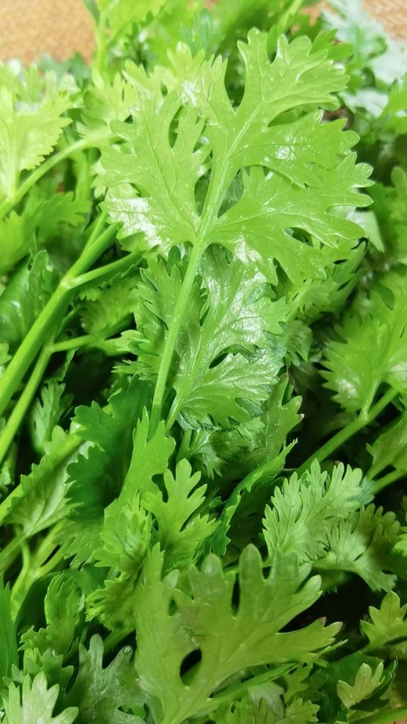 铁杆大叶香菜