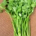 铁杆大叶香菜