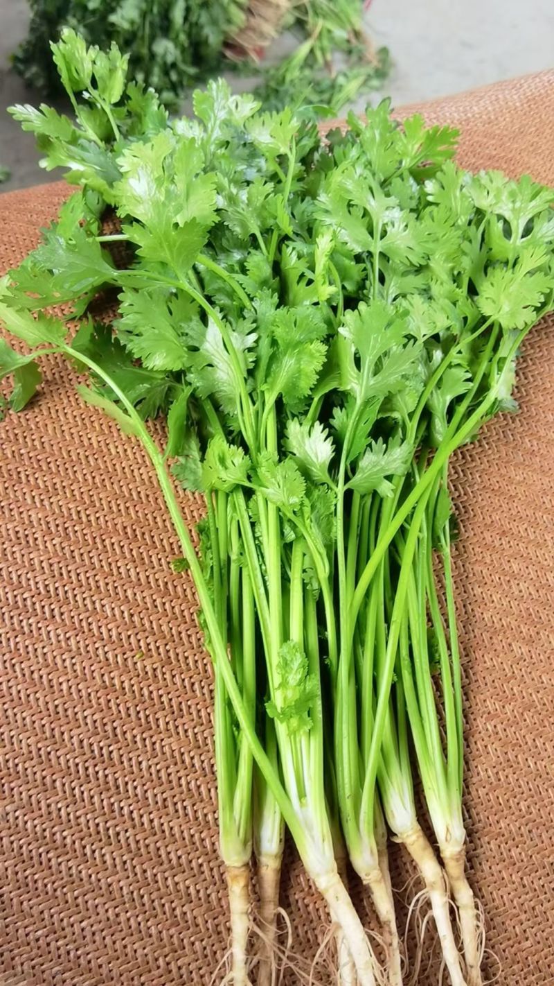 铁杆大叶香菜